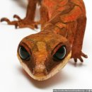 Cat Gecko / Aeluroscalabotes felinus 이미지
