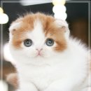 해피고양이분양 이미지