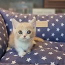 프리미엄캣 이미지