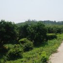 완도 고금도 지석묘군 이미지