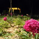 세계모란공원 이미지