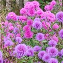 영월교회 앞 이미지