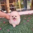 꽃강아지 이미지