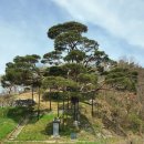 마을 보호수 이미지