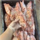 6월 19일(수) 목포는항구다 생선카페 판매생선 [ 쏨팽이, 갑오징어 / 광어(탕,구이용) ] 이미지