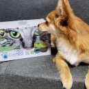 원탑덴탈 | 강아지 정수기 구강 케어 자동급수기 Dogh2o 사용 후기