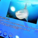 귤수소조 이미지