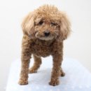 상콤 발랄 헬로퍼피 이미지