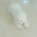 B02 | 트와네즈 B02 자스민 룸스프레이 사용 후기