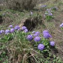 안나푸르나(Anna Purna) 이미지