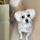 포항물회사랑 이미지