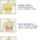 손나 다양한 브래지어 종류 이미지