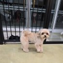 하이도그 이미지