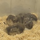 경기도 수원시 영통구 권선로 820 | 수원햄스터 "로던트클럽 수원점" (햄스터용품,햄스터분양)