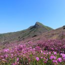 황매산 벚꽃길 이미지