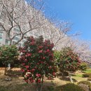 온천천시민공원 동백 이미지