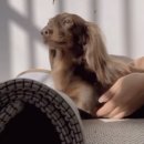 청담고양이 이미지