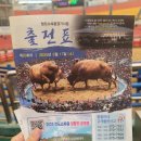 [경상북도 청도 가볼만한 곳] 청도 소싸움 경기장 추천 / 소싸움 경기 영상 + 우권 구매 후기❤️