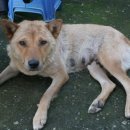 금순이농장 | [Farmmate] 100% 농도의 포도즙과 야생에서 키우는 밤, 왜관 푸른농장 방문기