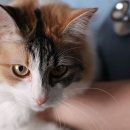 로얄펫동물병원 이미지