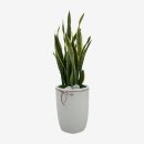 식물로부터 이미지