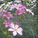 클레마티스 이미지