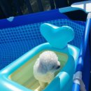 여울애견 이미지