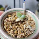 살구미농장 이미지