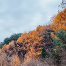 신림스테이 | 원주 - 애견동반 가능한 신림스테이캠프 사이트, 배치도, 계곡, 캠핑 후기