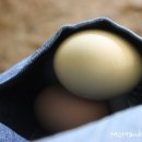 준 꼬꼬 이미지