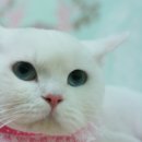뚱뚜루 이미지