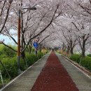 대저 생태공원 30리 아름다운 벚꽃길 이미지