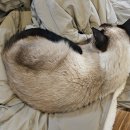 미어캣인더시티 이미지