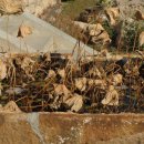 식물원옆카페 이미지