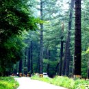 광릉수목원 이미지