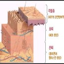 비안코스메틱 | va bien 몸 속부터 아름다워지는 화장품 이상의 화장품/논 오일 코스메틱/ 인사이드 코스메틱/피부고민해결
