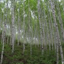 자작나무숲 펜션 2 이미지