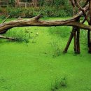 우포늪 생태 사진전 이미지