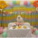 일산애견호텔 강아지 유치원 미용 맘바이 일산점 이미지