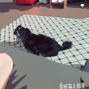 털찐댕댕이 이미지