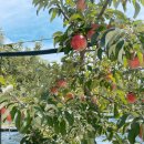 해별 | 해별달사과 홍로 부사 가평 아이와체험 +맛집 토닭토닭+계곡 하천 물놀이