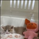 아담스펫 강아지분양 고양이분양 창원점 이미지