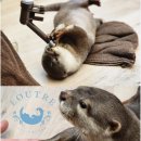오사카여행 이색동물체험 추천 수달카페 Loutre 대만족 후기