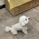 행운동-10 | 서울 봉천구 행운동 쁜이네곳간, 반려동물 수제간식 원데이클래스