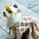 러블리 강아지 이미지