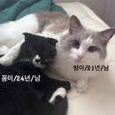 대성펫 | 고양이 습식사료 추천 : 알모네이쳐 스테럴라이즈드 대서양 참치&amp;닭고기 살 내돈내산 후기