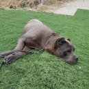 펫피랜드 이미지