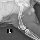 워너비 동물병원 이미지