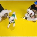 나랑애견유치원 이미지