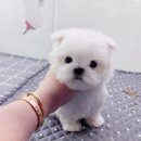 펫 탑 클래스 이미지